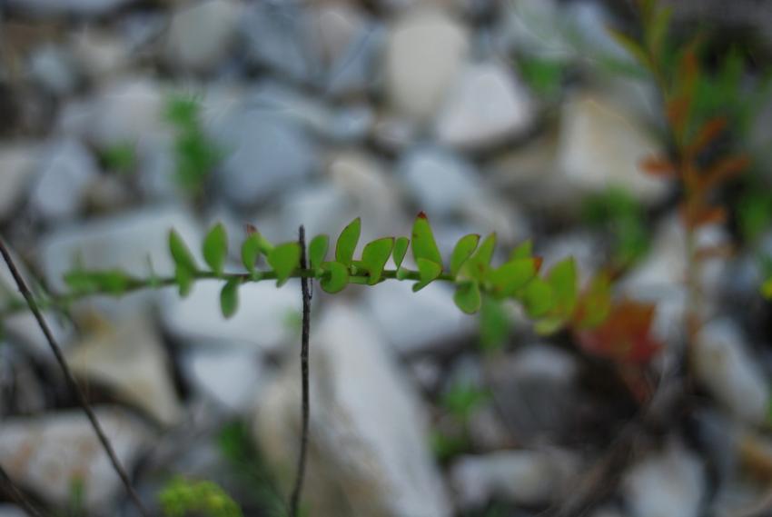 leaves background