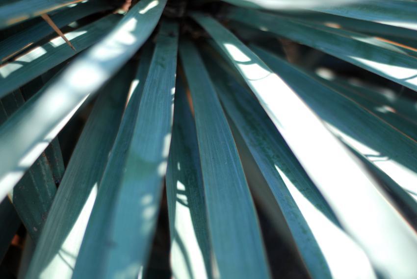 Tropical leaves