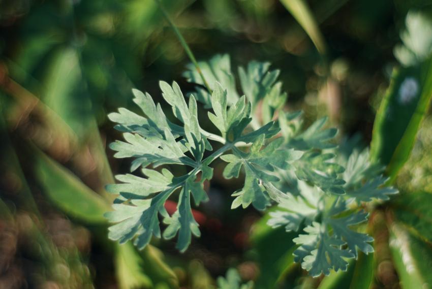 plant leaves