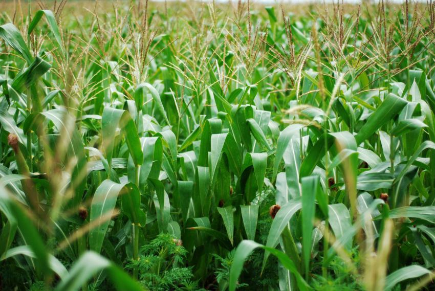 green corn field