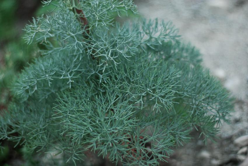 Background of green plants
