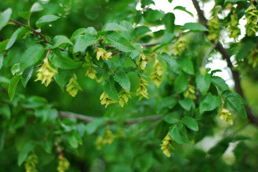 green tree branches