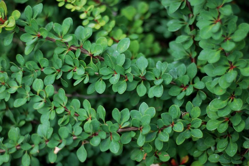 Background of green plants