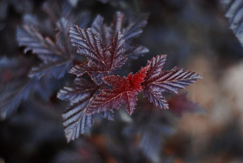 bush leaves
