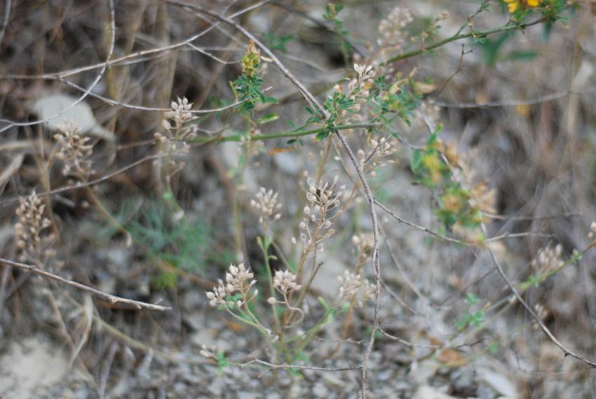 Dry wild plants and flowers