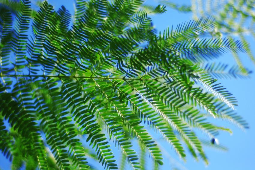 Green leaves