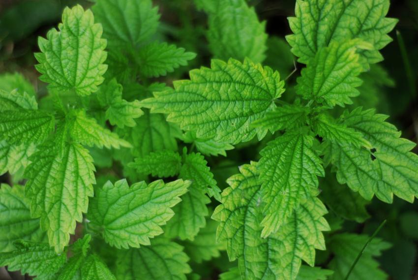 green nettle leaves