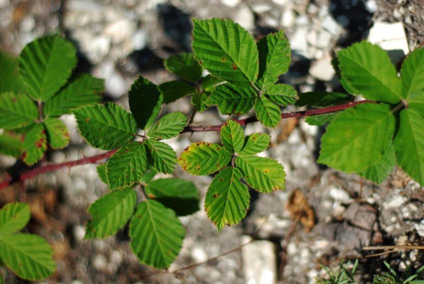 Leaves on a gray surface