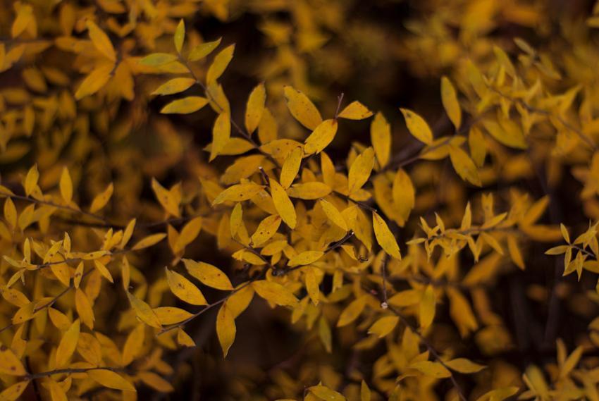 Yellow autumn leaves on branch. yellow autumn leaves