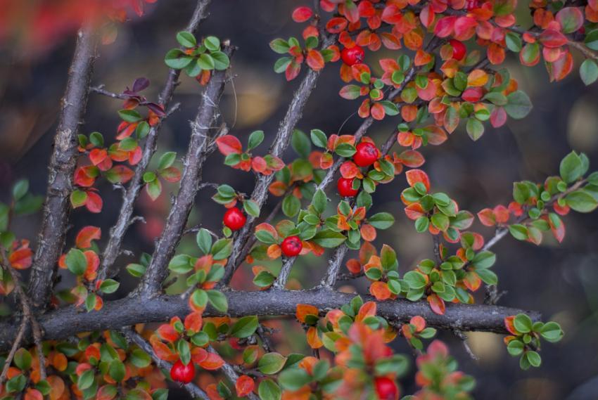 Green leaves and red berries