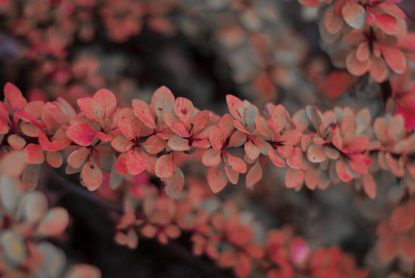 Red leaves on a branch
