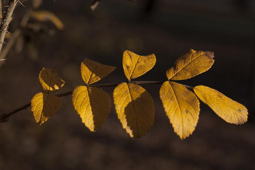 Branch with yellow leaves close up