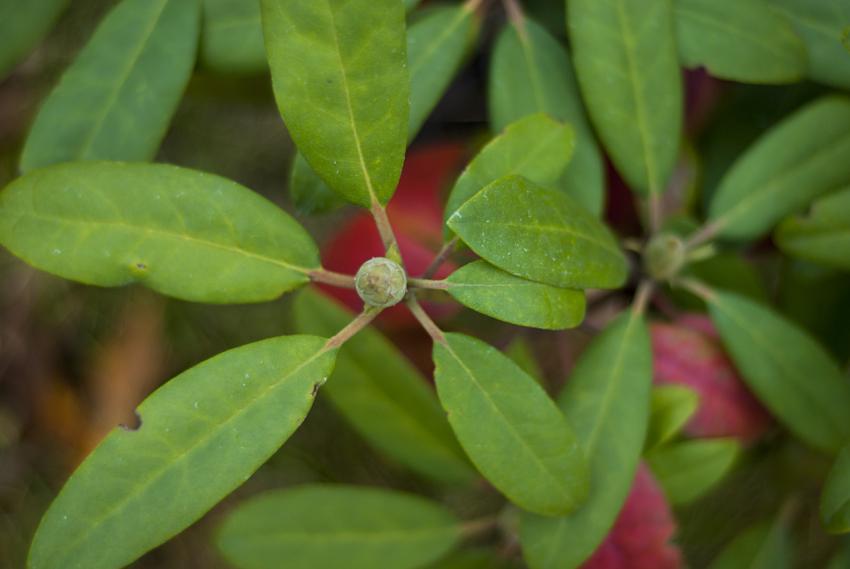Green plant branches