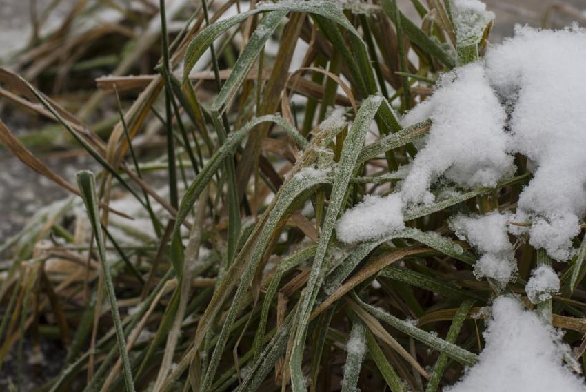 Snow on the grass
