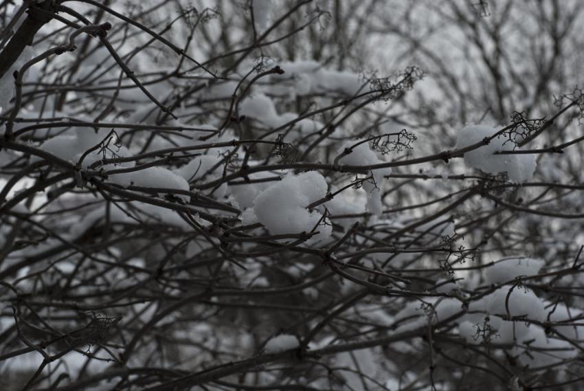 White snow on the branches