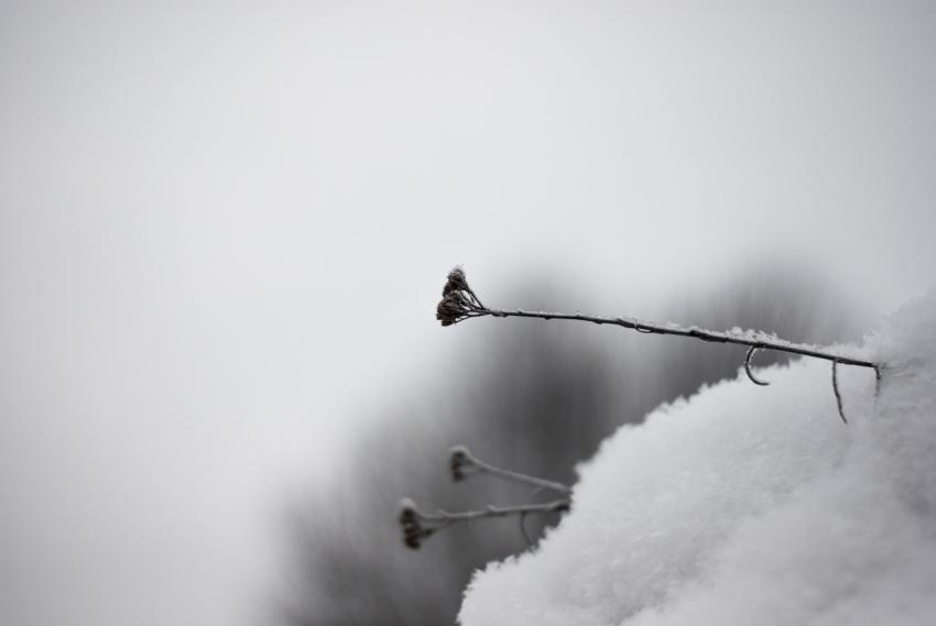 Snow plant