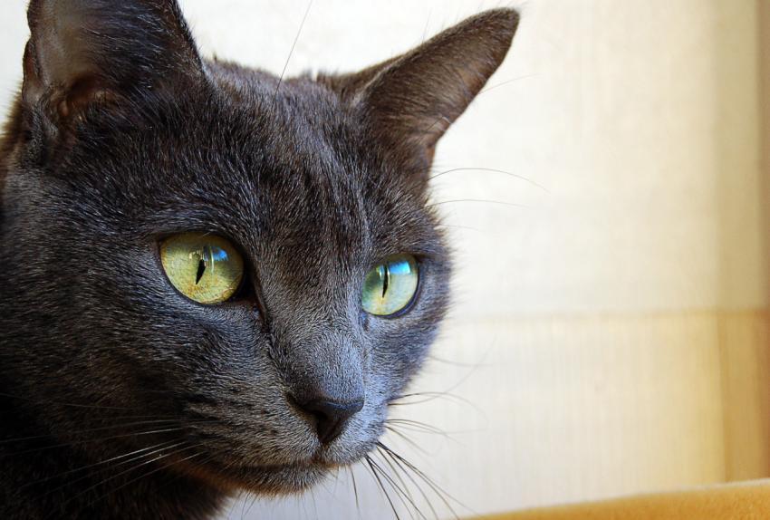 Grey Cat