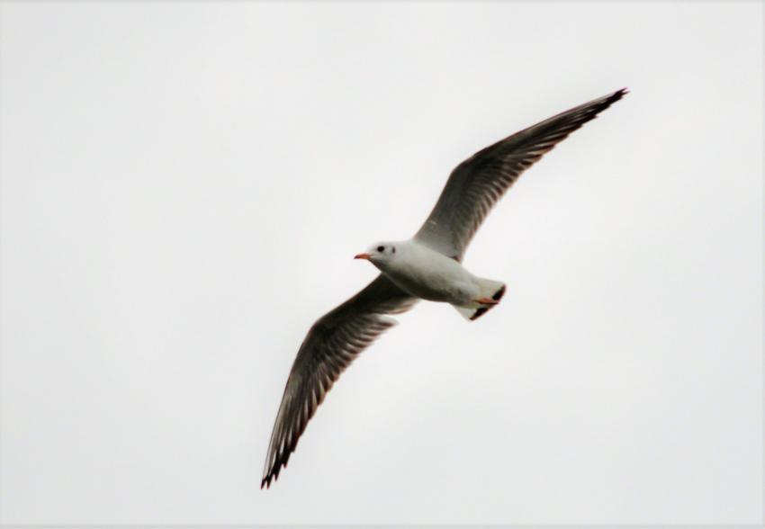 bird in the sky