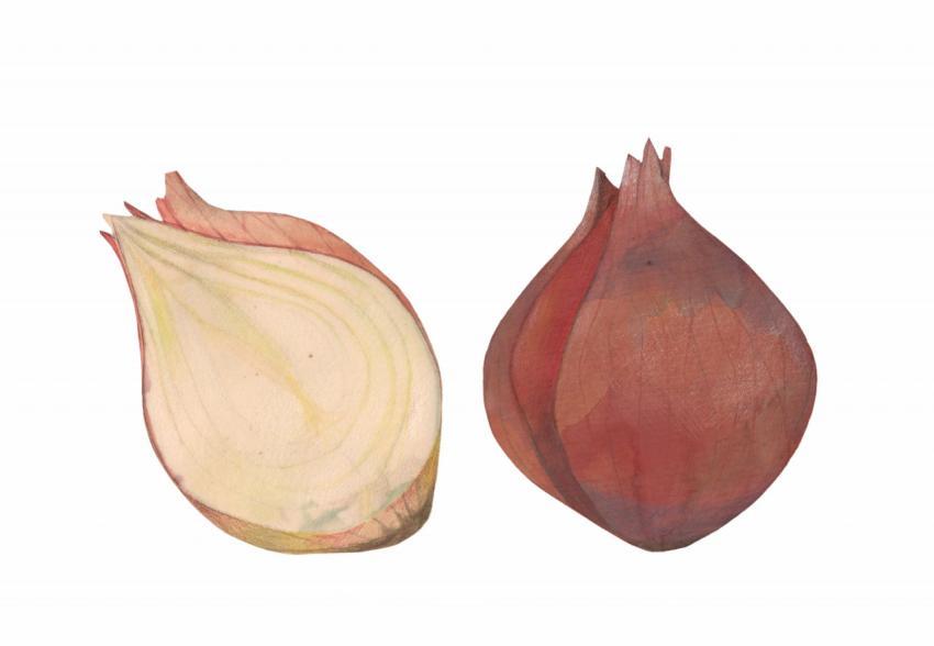 red onion and a half