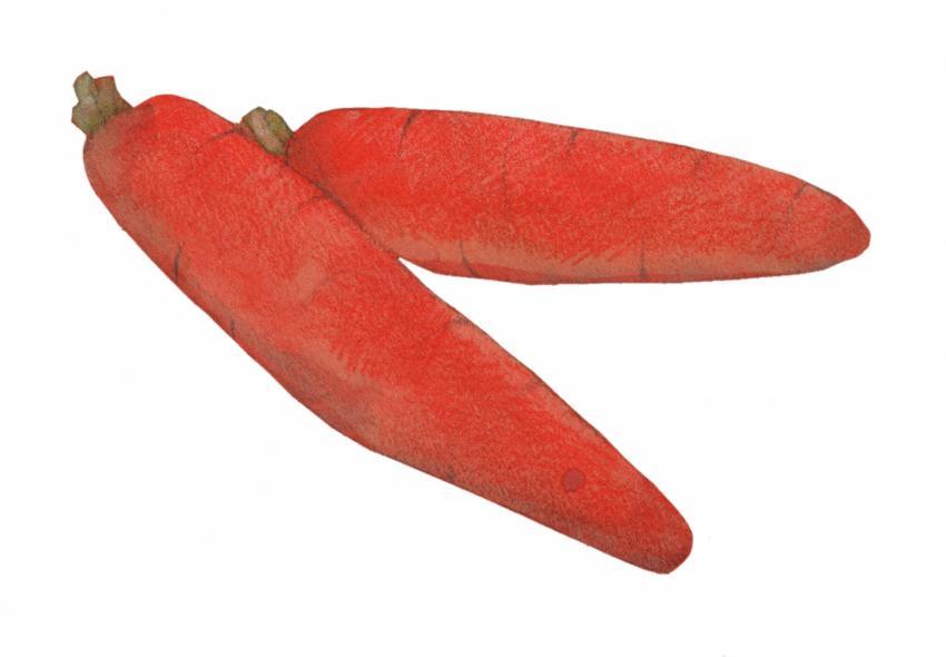 two orange carrots