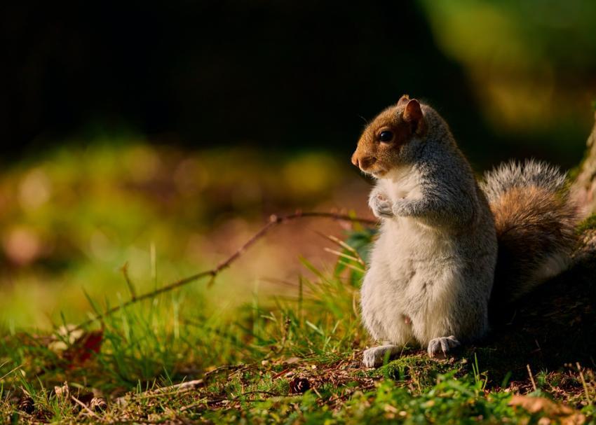 squirrel sitting on the ground next to a tree