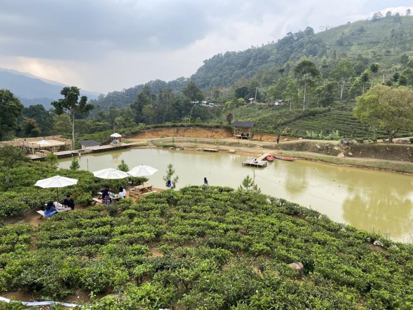 it is a green tea field
