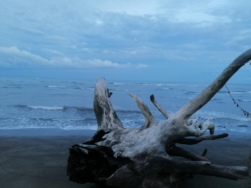 Driftwood from shore