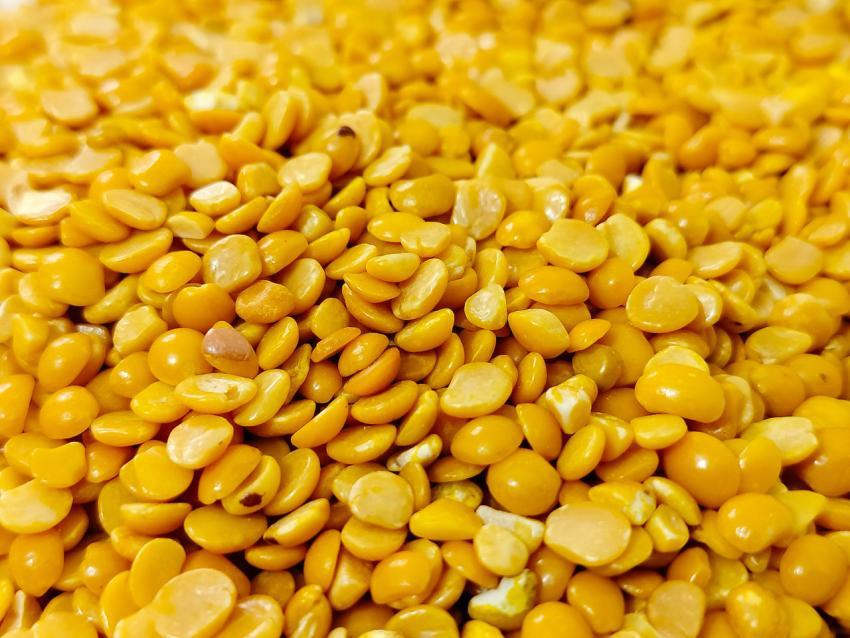 close up of a pile of yellow corn