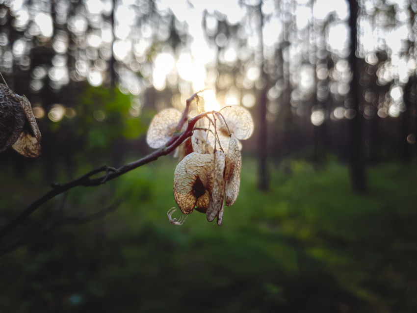sunset in the forest