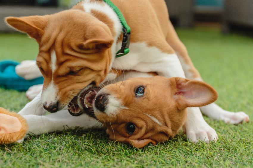 Two basenji puppies playing and having fun at home