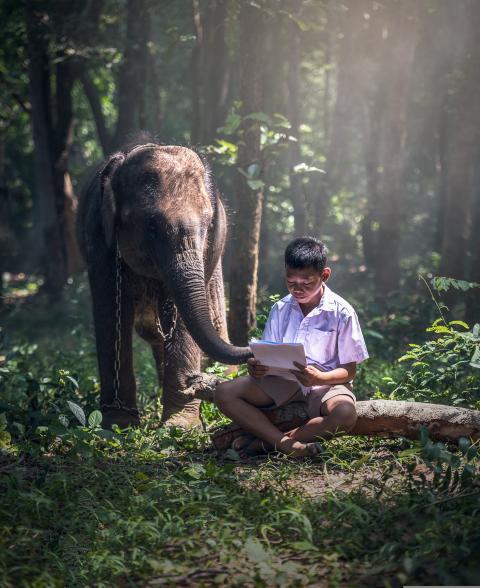 elephant