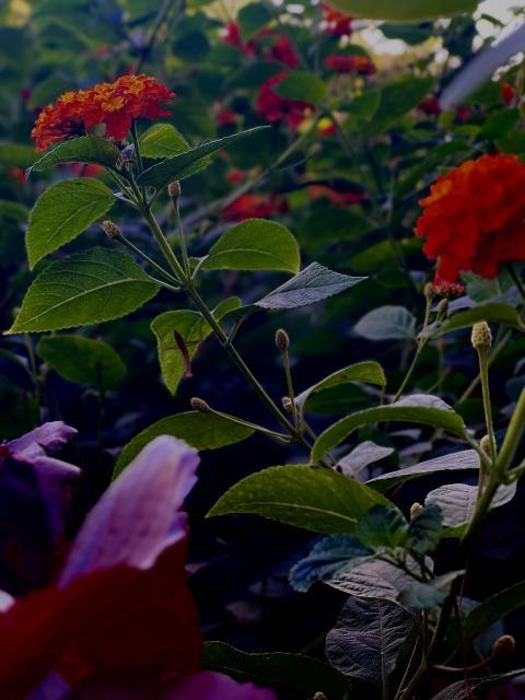 photo of flowers