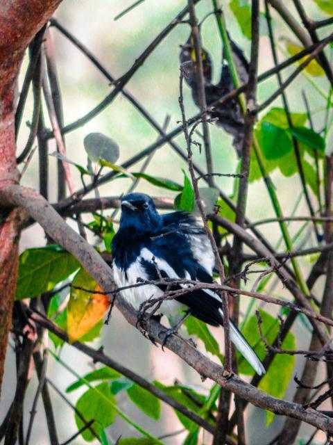 bird