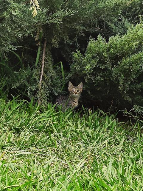 cat