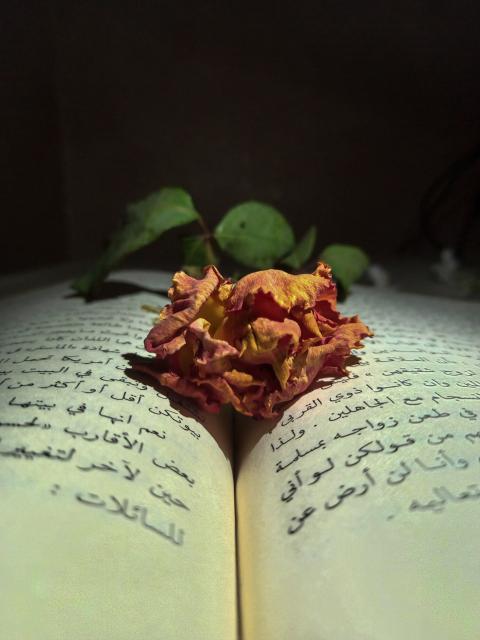 wilted rose on a book