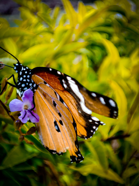 butterfly