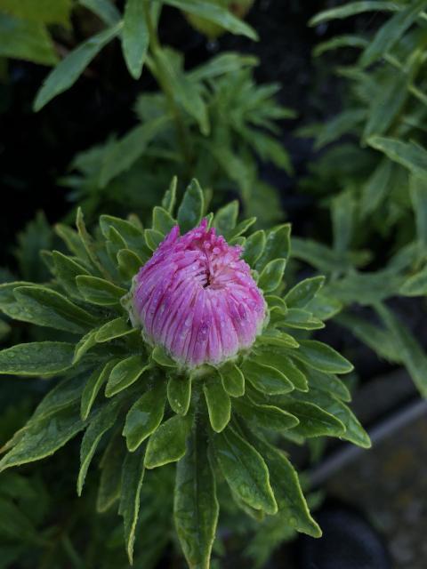 It can be your flower)