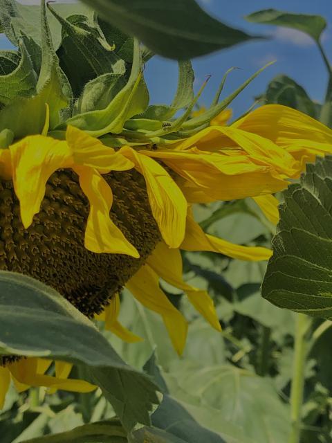 Please, support Ukrainian people:) Photo of a sunflower.