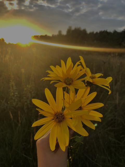 Fav photo, it can be yours >> Yellow flower in hand at sunset