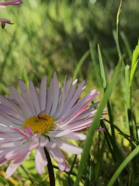 Daisy perennial among the grass