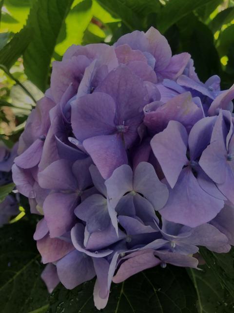 Purple hydrangea