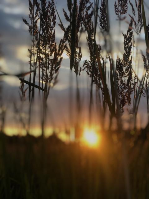 ears of corn at sunset, incredible nature in summer