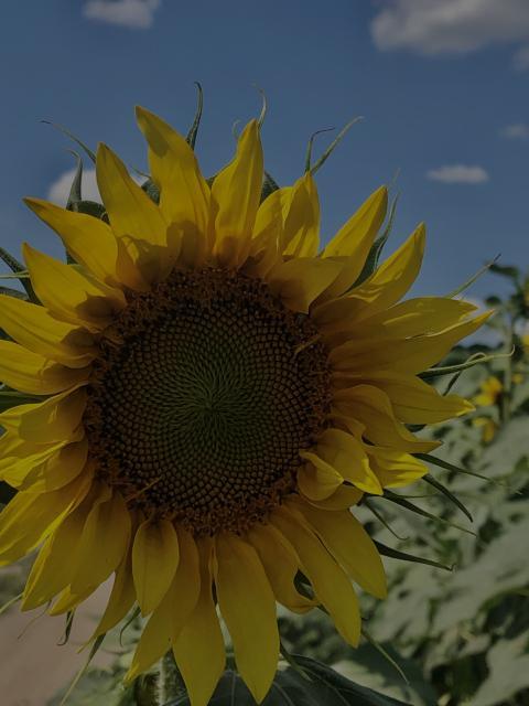 these colors are like the flag of Ukraine, please support me and my photos