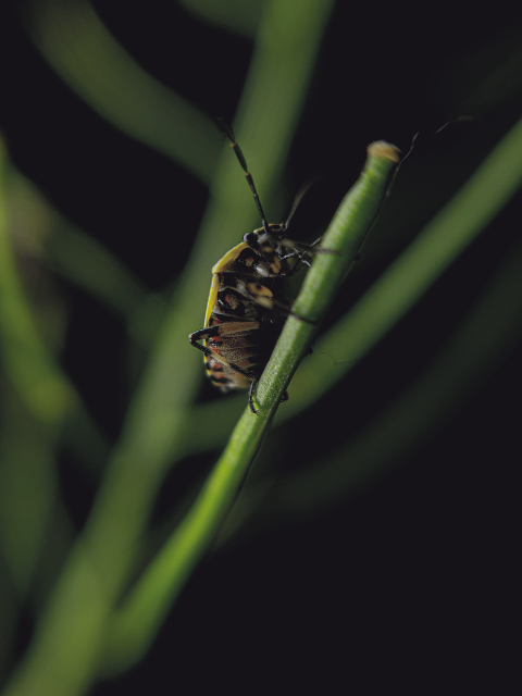 stinky bug
