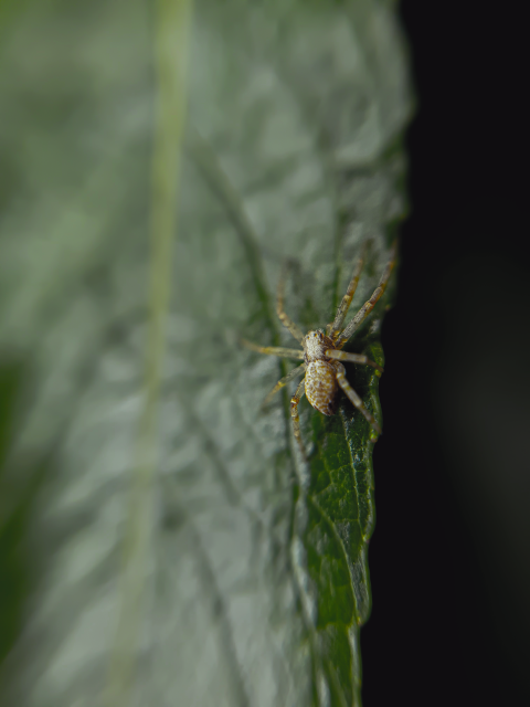 spider on the foliage