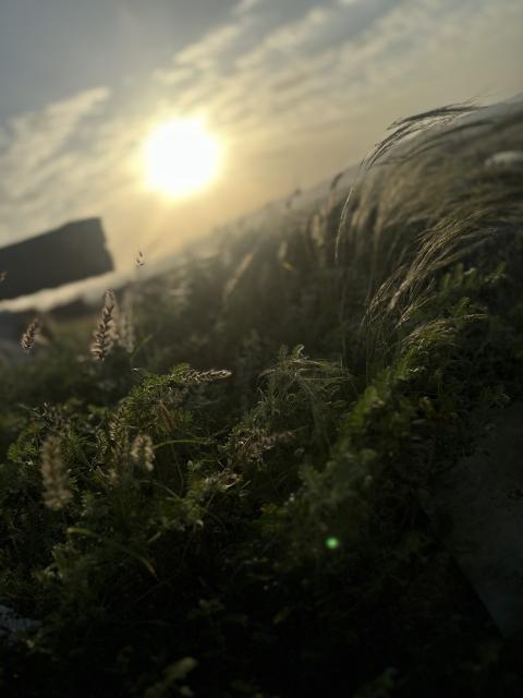 sun through the grass