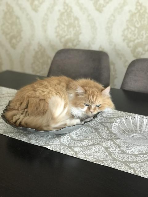 cat on a platter