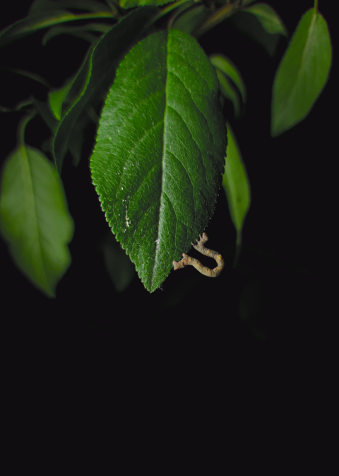 caterpillar on the foliage_2