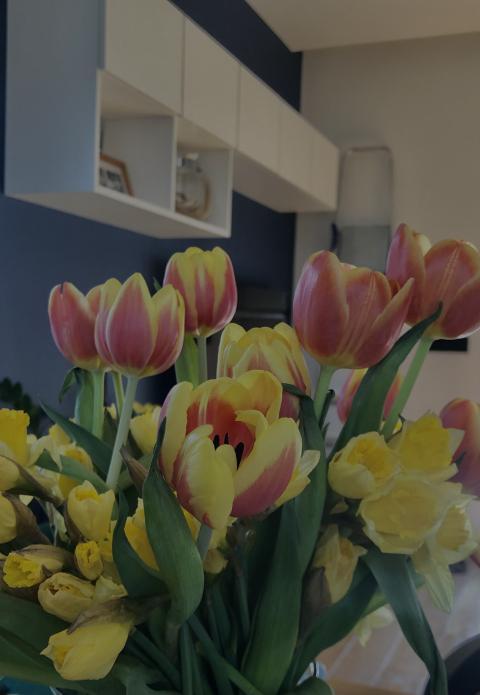 multi-colored tulips aesthetics