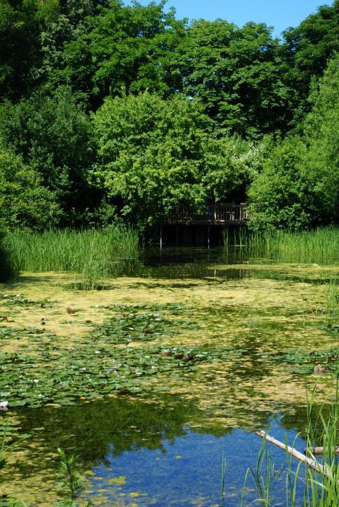 Pond in city park